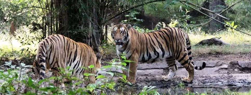 nagzira tour from nagpur 