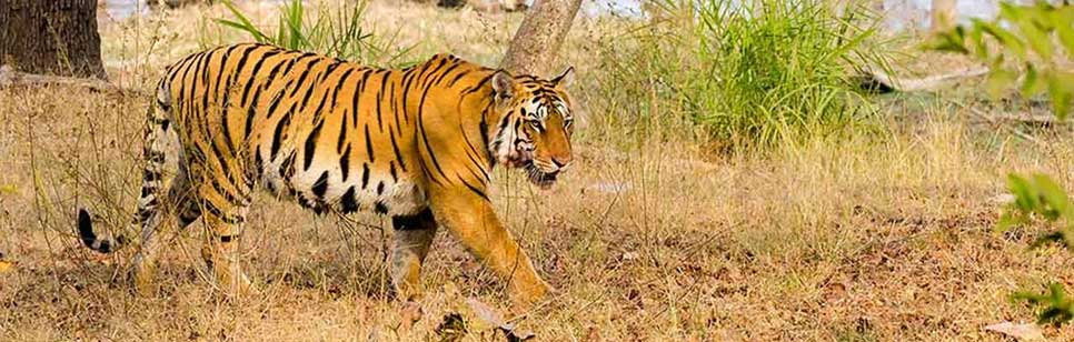 pench tiger