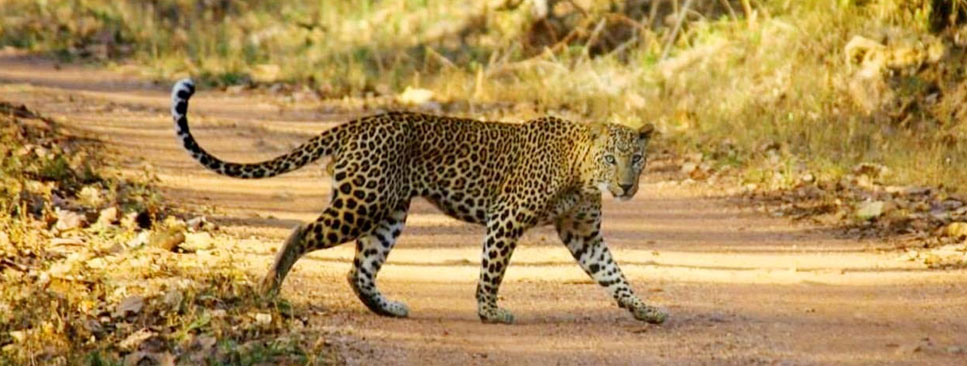 nagzira pench tour