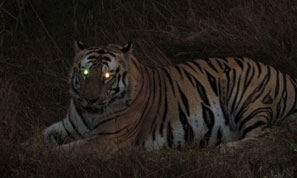 pench safari booking
