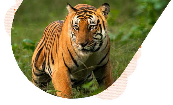 ranthambore banner