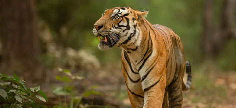 ranthambore corbett tour