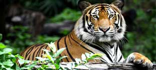 ranthambore wildlife package