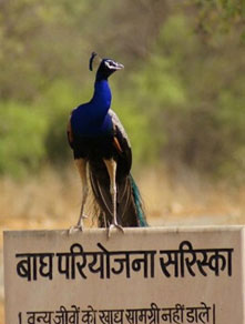  sariska safari