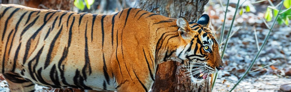 sariska tiger