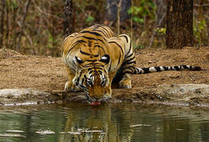 satpura national park india