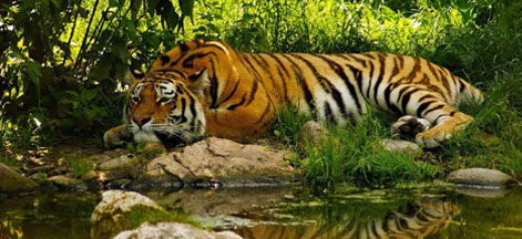 sundarban kaziranga package