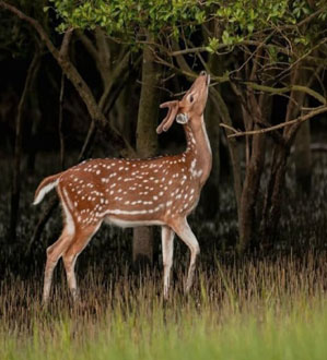 sundarban safari