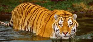 sundarbans tour package