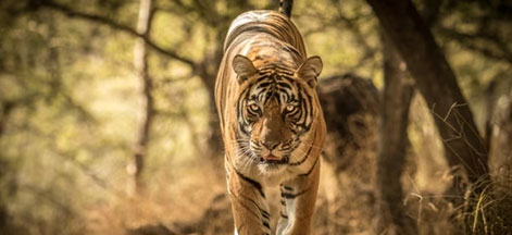 ranthambore agra tour