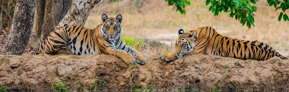 wildlife of india