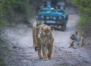 wildlife updated news